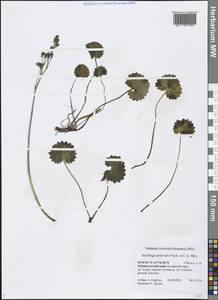 Micranthes nelsoniana subsp. aestivalis (Fisch. & C. A. Mey.) Elven & D. F. Murray, Siberia, Baikal & Transbaikal region (S4) (Russia)