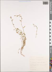Polygonum arenastrum Boreau, Siberia, Western Siberia (S1) (Russia)
