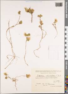 Noccaea germanii Al-Shehbaz, Caucasus, South Ossetia (K4b) (South Ossetia)