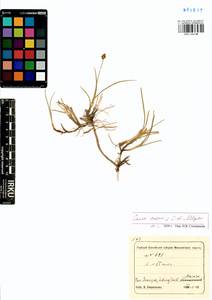 Carex enervis C.A.Mey., Siberia, Central Siberia (S3) (Russia)