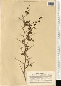 Atraphaxis pyrifolia Bunge, South Asia, South Asia (Asia outside ex-Soviet states and Mongolia) (ASIA) (Afghanistan)