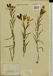 Lilium concolor var. partheneion (Siebold & de Vriese) Baker, Siberia, Altai & Sayany Mountains (S2) (Russia)