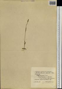 Silene gracilis (Tolm.) comb. ined., Siberia, Yakutia (S5) (Russia)
