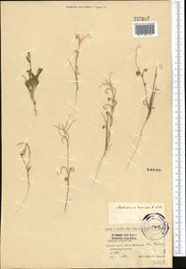 Neotorularia brevipes (Kar. & Kir.) Hedge & J.Léonard, Middle Asia, Muyunkumy, Balkhash & Betpak-Dala (M9) (Kazakhstan)