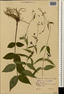 Vincetoxicum scandens Sommier & Levier, Crimea (KRYM) (Russia)