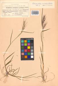 Echinochloa crus-galli subsp. crus-galli, Siberia, Russian Far East (S6) (Russia)