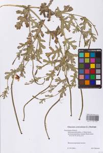 Glaucium corniculatum (L.) Rudolph, Eastern Europe, Central region (E4) (Russia)