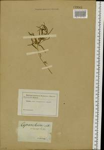 Cynanchum thesioides (Freyn) K. Schum., Siberia (no precise locality) (S0) (Russia)