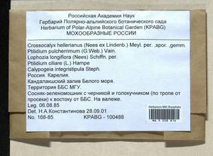 Lophozia longiflora (Nees) Schiffn., Bryophytes, Bryophytes - Karelia, Leningrad & Murmansk Oblasts (B4) (Russia)
