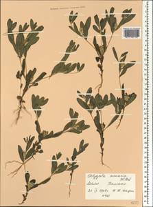 Polygala arenaria Willd., Africa (AFR) (Mali)