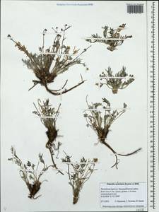 Potentilla verticillaris Stephan ex Willd., Siberia, Baikal & Transbaikal region (S4) (Russia)