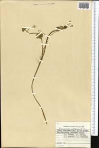 Ranunculus natans C. A. Mey., Middle Asia, Pamir & Pamiro-Alai (M2) (Tajikistan)