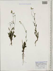 Crepis setosa Hallier fil., Caucasus, Black Sea Shore (from Novorossiysk to Adler) (K3) (Russia)