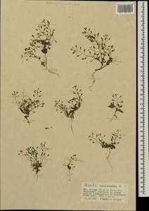 Draba nemorosa L., Mongolia (MONG) (Mongolia)