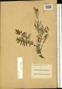 Echinops ritro subsp. ruthenicus (M. Bieb.) Nyman, Eastern Europe, Middle Volga region (E8) (Russia)