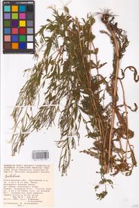 Epilobium, Eastern Europe, Lower Volga region (E9) (Russia)