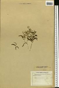 Potamogeton gramineus L., Eastern Europe, Latvia (E2b) (Latvia)