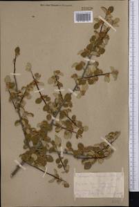 Cotoneaster nummularius Fisch. & C. A. Mey., Middle Asia, Kopet Dag, Badkhyz, Small & Great Balkhan (M1) (Turkmenistan)