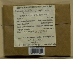 Herzogiella turfacea (Lindb.) Z. Iwats., Bryophytes, Bryophytes - Russian Far East (excl. Chukotka & Kamchatka) (B20) (Russia)