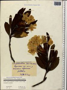 Rhododendron caucasicum Pall., Caucasus, North Ossetia, Ingushetia & Chechnya (K1c) (Russia)
