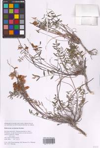 Hedysarum ucrainicum Kaschm., Eastern Europe, Central forest-and-steppe region (E6) (Russia)