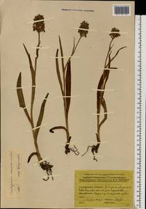 Dactylorhiza maculata (L.) Soó, Eastern Europe, North Ukrainian region (E11) (Ukraine)