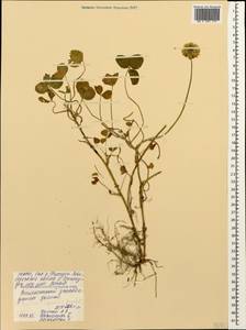 Trifolium elizabethae Grossh., Caucasus, North Ossetia, Ingushetia & Chechnya (K1c) (Russia)