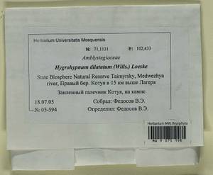 Platyhypnum duriusculum (De Not.) Ochyra, Bryophytes, Bryophytes - Krasnoyarsk Krai, Tyva & Khakassia (B17) (Russia)