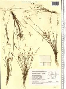 Bromus tectorum L., Eastern Europe, Central region (E4) (Russia)