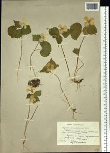 Viola uniflora L., Siberia, Altai & Sayany Mountains (S2) (Russia)