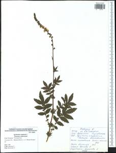 Agrimonia eupatoria L., Eastern Europe, Central region (E4) (Russia)