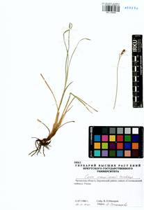 Carex erawinensis Korotky, Siberia, Baikal & Transbaikal region (S4) (Russia)