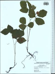 Rubus saxatilis L., Eastern Europe, Central region (E4) (Russia)