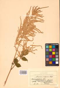 Aruncus dioicus (Walter) Fernald, Eastern Europe, West Ukrainian region (E13) (Ukraine)