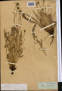 Taraxacum bessarabicum (Hornem.) Hand.-Mazz., Middle Asia, Northern & Central Tian Shan (M4) (Kazakhstan)