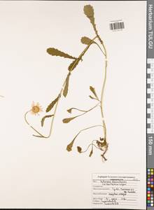 Leucanthemum vulgare Lam., Eastern Europe, Central region (E4) (Russia)