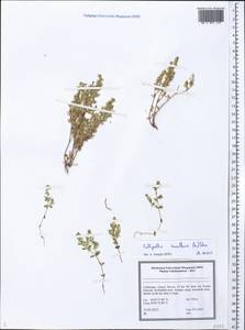 Callipeltis cucullaris (L.) DC., Middle Asia, Pamir & Pamiro-Alai (M2) (Uzbekistan)