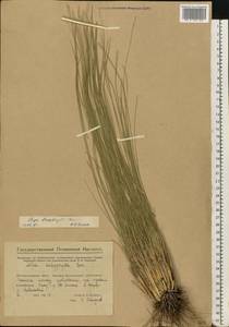 Stipa dasyphylla (Lindem.) Czern. ex Trautv., Eastern Europe, Eastern region (E10) (Russia)