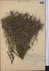 Acanthophyllum pungens (Bunge) Boiss., Middle Asia, Western Tian Shan & Karatau (M3) (Kyrgyzstan)