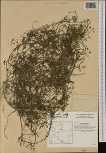 Fumaria officinalis L., Western Europe (EUR) (Germany)