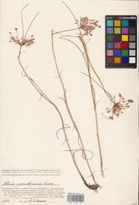 Allium flavum subsp. tauricum (Besser ex Rchb.) K.Richt., Eastern Europe, Lower Volga region (E9) (Russia)