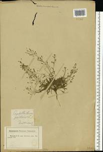 Capsella bursa-pastoris (L.) Medik., Eastern Europe, Central forest-and-steppe region (E6) (Russia)