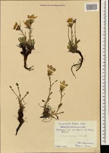 Campanula tridentata subsp. biebersteiniana (Schult.) Ogan., Caucasus, Krasnodar Krai & Adygea (K1a) (Russia)