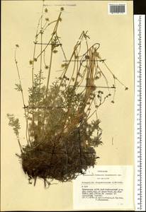 Potentilla sericea L., Siberia, Altai & Sayany Mountains (S2) (Russia)