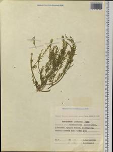 Corispermum sibiricum Iljin, Siberia, Chukotka & Kamchatka (S7) (Russia)