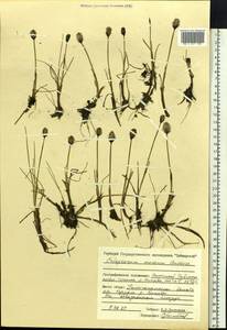 Eriophorum medium Andersson, Siberia, Central Siberia (S3) (Russia)