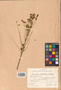 Flueggea suffruticosa (Pall.) Baill., Siberia, Russian Far East (S6) (Russia)