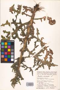 Sonchus arvensis L., Eastern Europe, Lower Volga region (E9) (Russia)