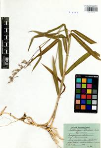 Spodiopogon sibiricus Trin., Siberia, Baikal & Transbaikal region (S4) (Russia)