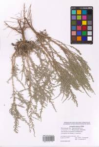 Artemisia taurica Willd., Eastern Europe, Rostov Oblast (E12a) (Russia)